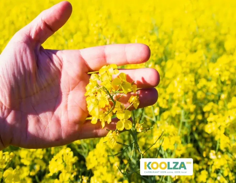 Champ de colza utilisé comme matière première pour les biocarburants