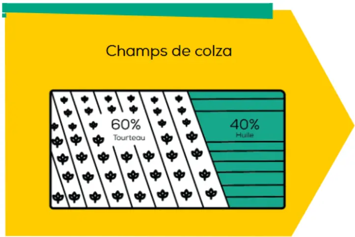 Illustration de la répartition des matières issues de la culture du colza