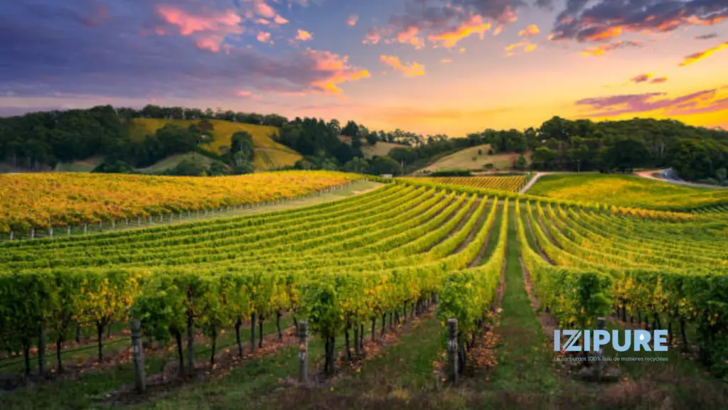 Parcelles agricoles cultivées dans un paysage rural au coucher du soleil