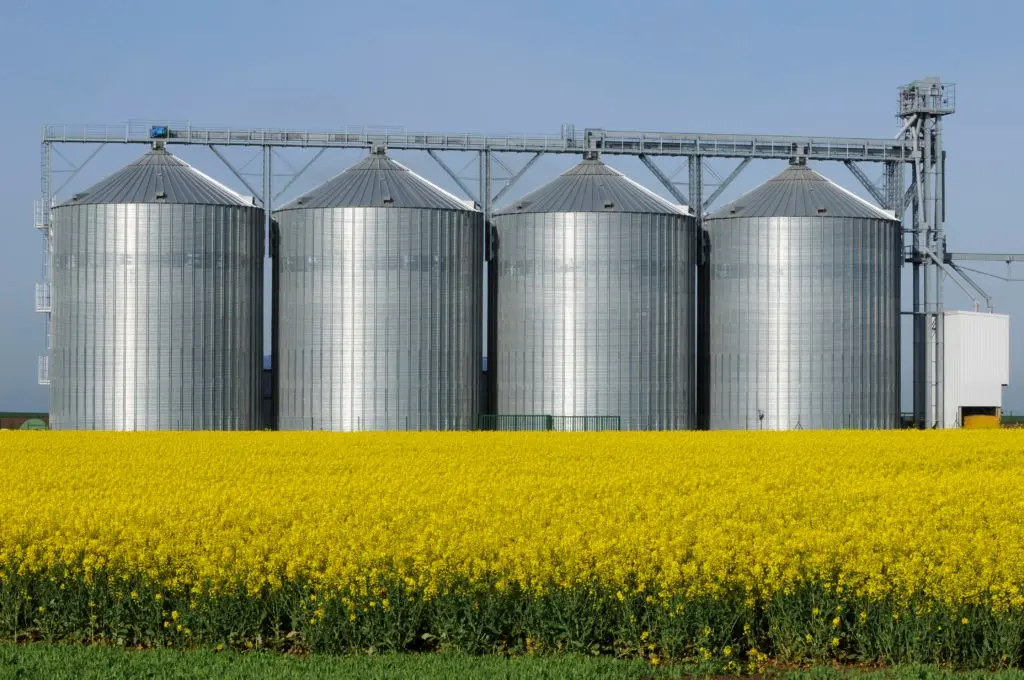 Silos de stockage agricole à proximité d’une culture de colza